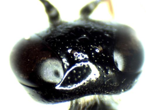 Astata kashmirensis
